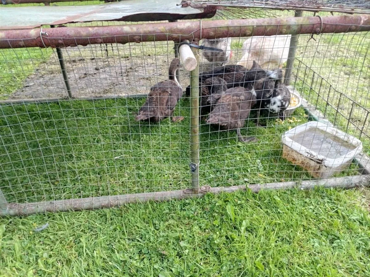 Poultry - Image 3