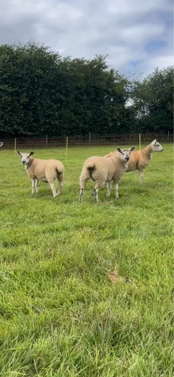 Texel X ewe lambs - Image 1