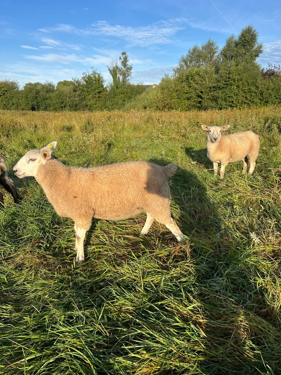 Texel X ewe lambs - Image 2