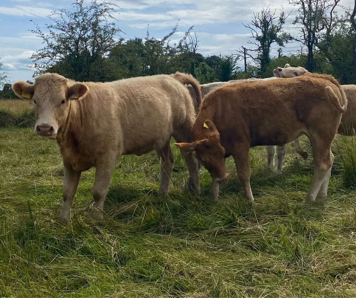 4 Star Rated Genotyped Heifers - Image 2