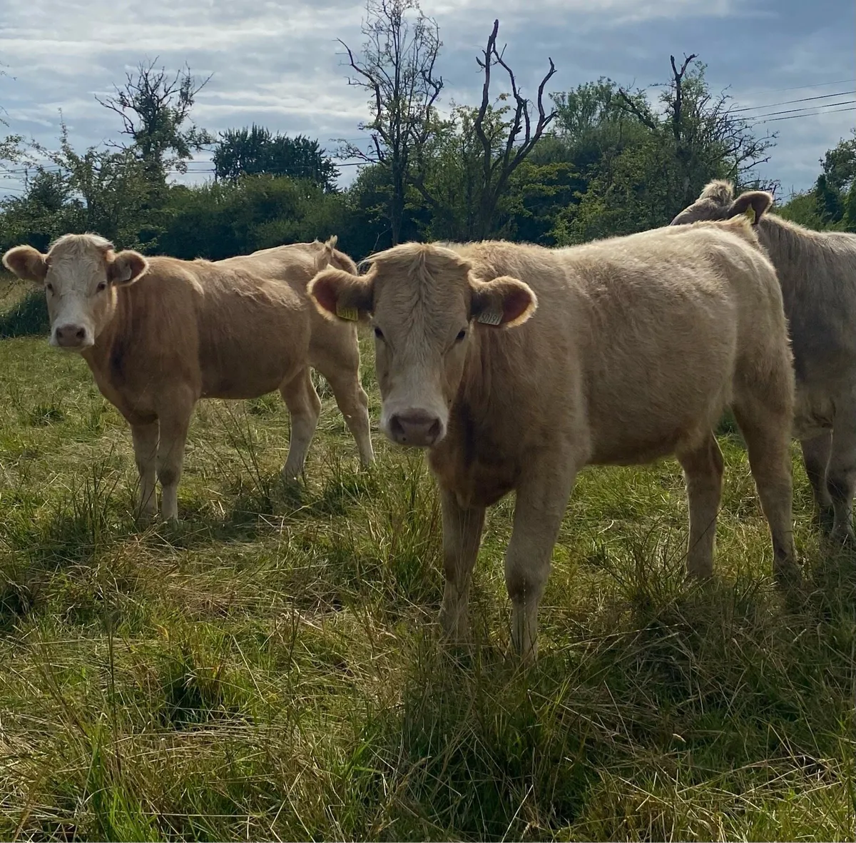 4 Star Rated Genotyped Heifers - Image 1