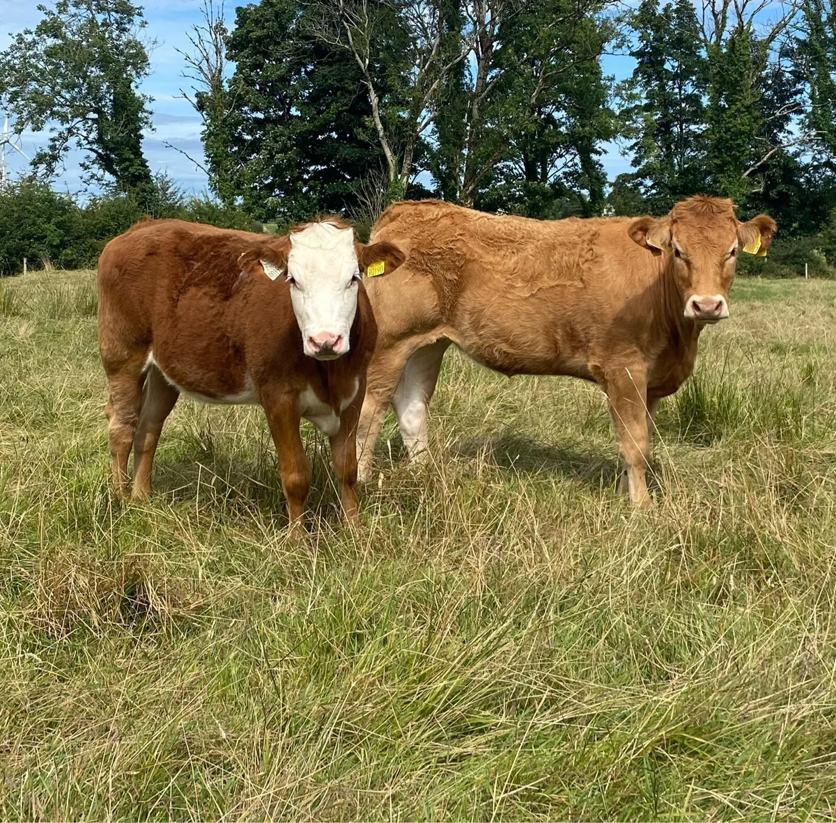 4 Star Rated Genotyped Heifers - Image 3