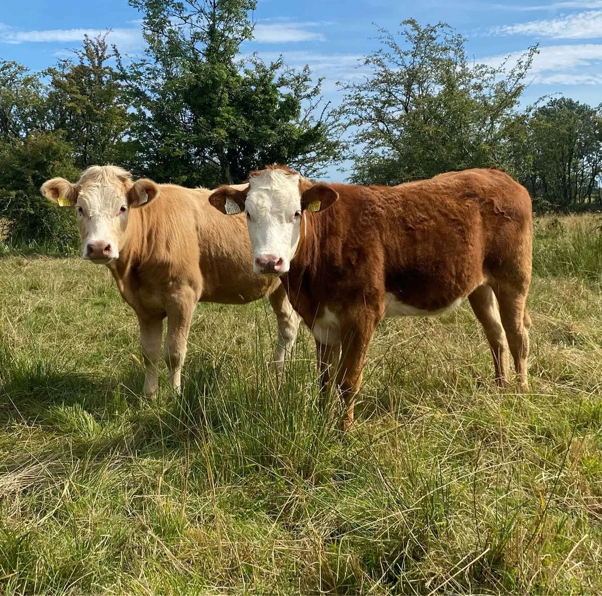 4 Star Rated Genotyped Heifers - Image 4