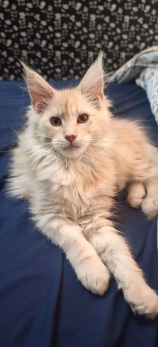 Maine Coon Kitten - Image 3