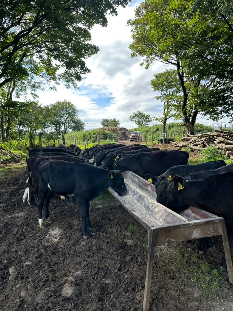 Angus bulls - Image 1