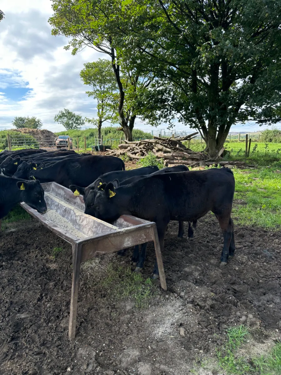 Angus bulls - Image 4