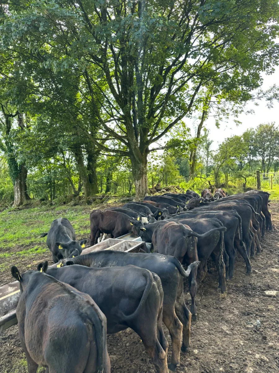 Angus bulls - Image 3