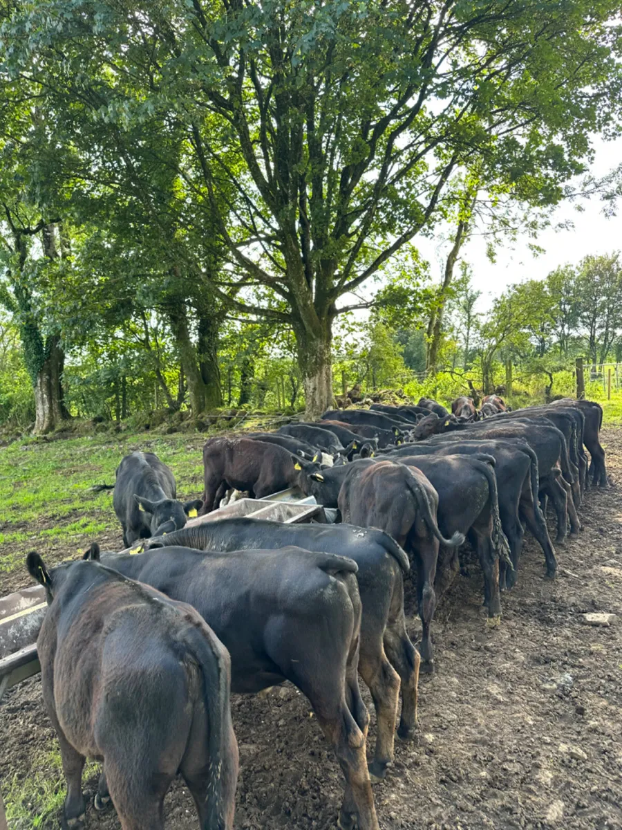 Angus bulls - Image 2