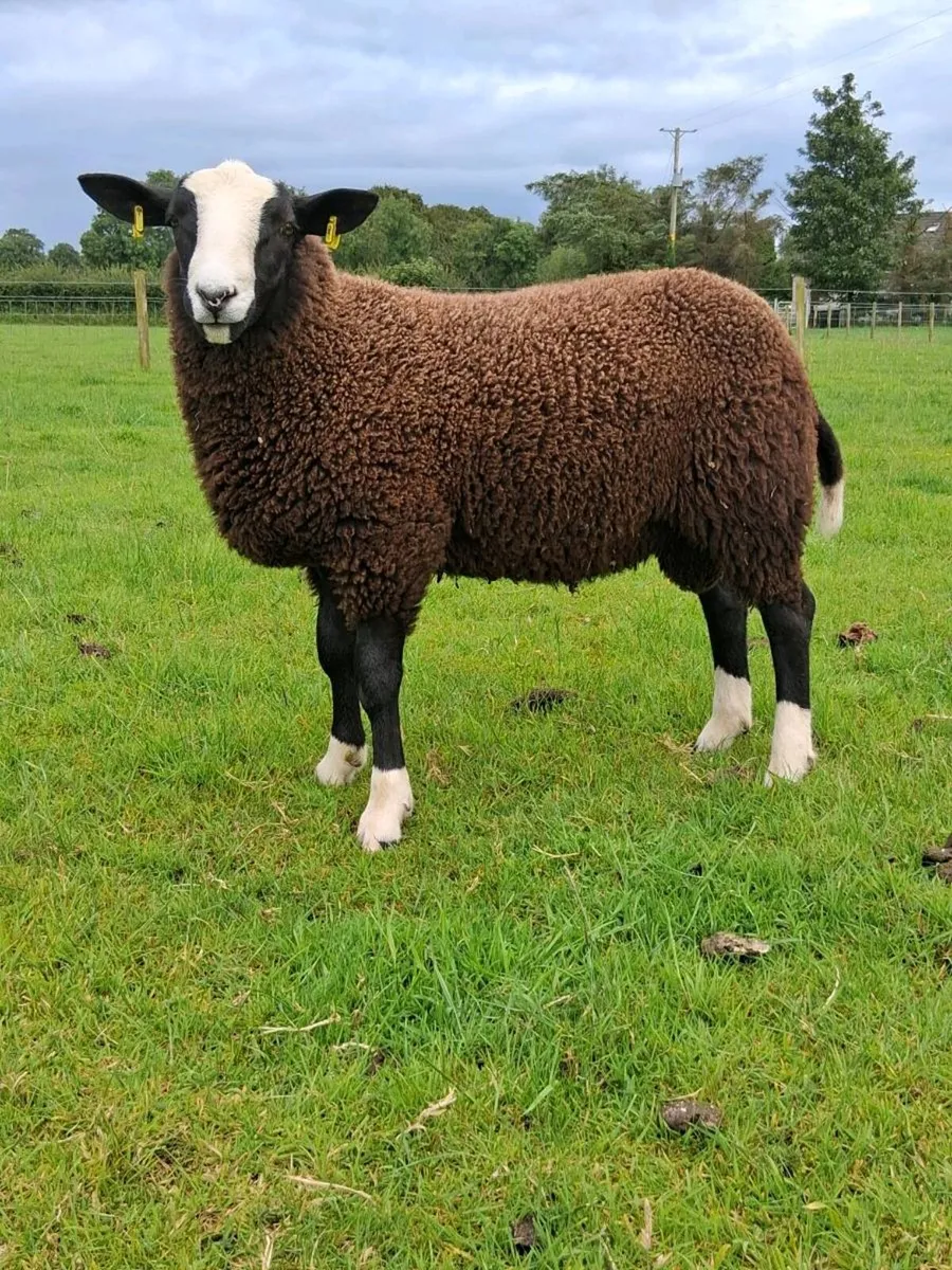 Zwartble ram lambs - Image 2