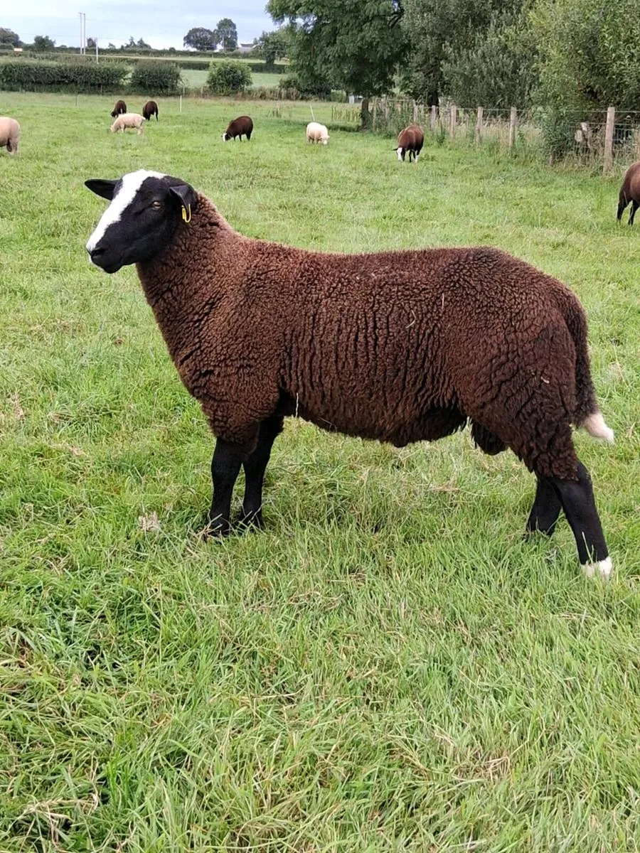 Zwartble ram lambs - Image 3