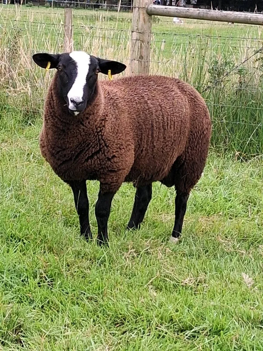 Zwartble ram lambs - Image 1