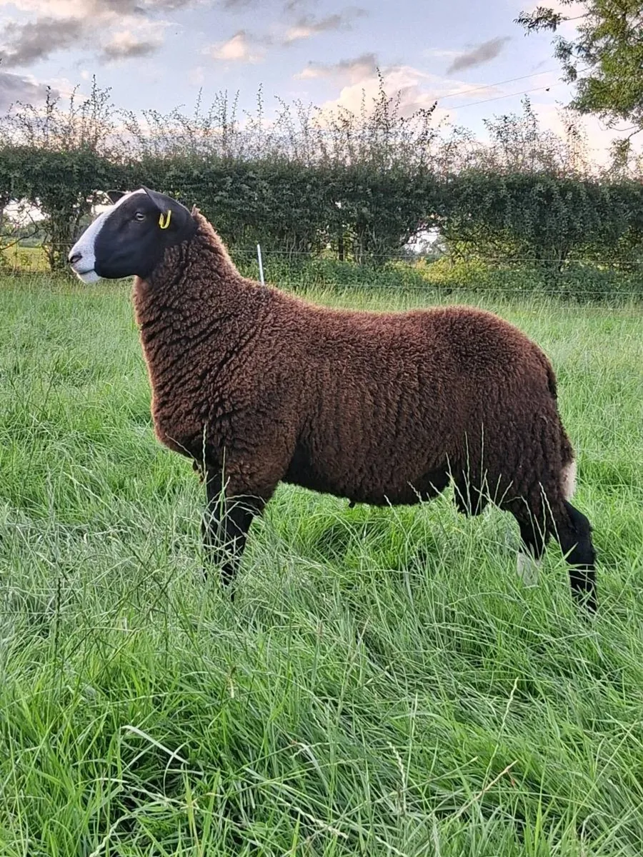 Zwartble ram lambs - Image 4