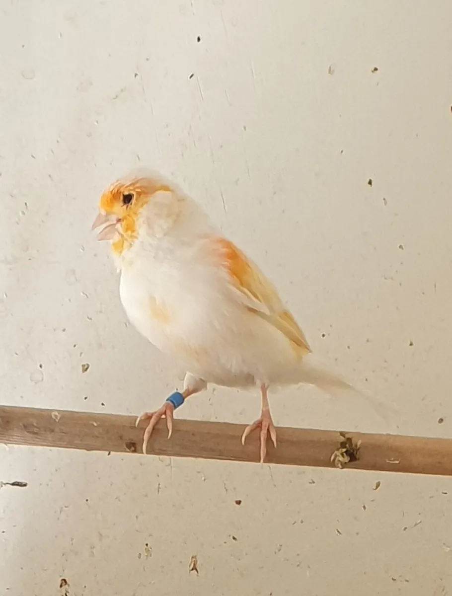 Animals - Image 2