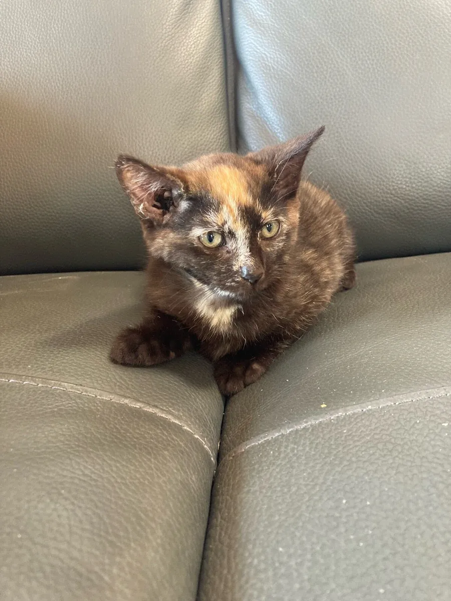 Kitten for sale - Image 1
