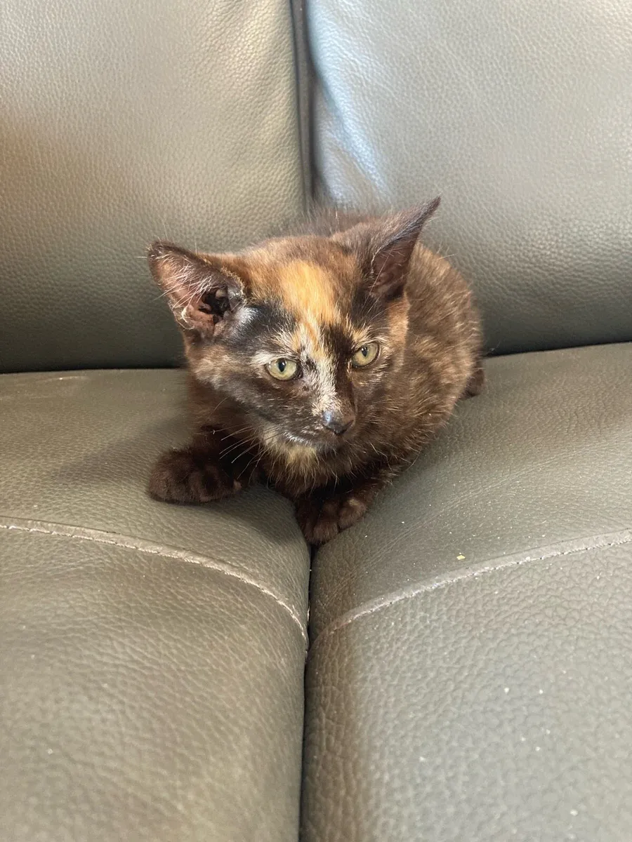 Kitten for sale - Image 2