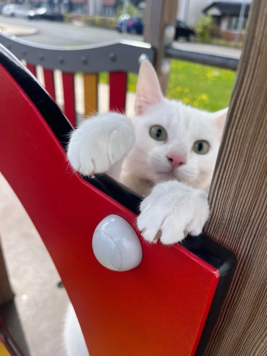 2 year old white shorthair kitten - Image 1
