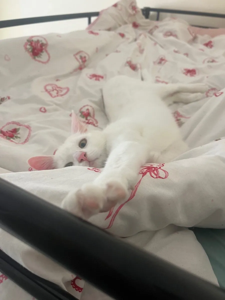 2 year old white shorthair kitten - Image 2