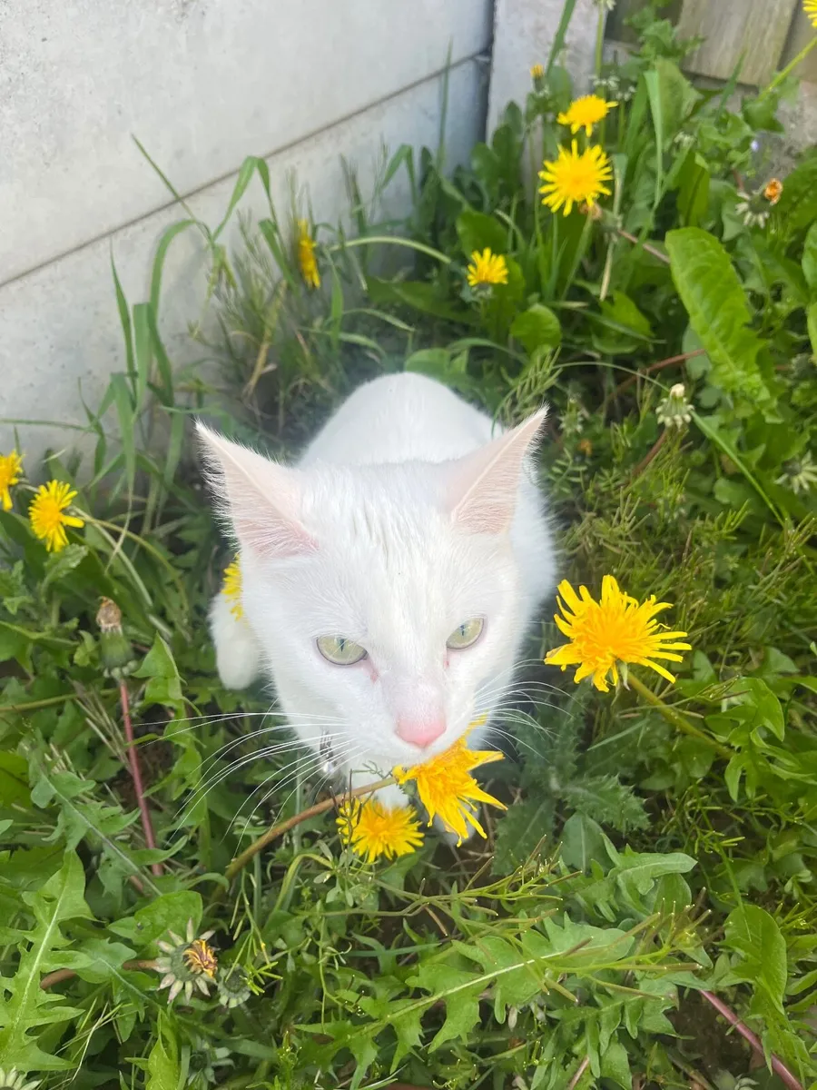 2 year old white shorthair kitten - Image 3