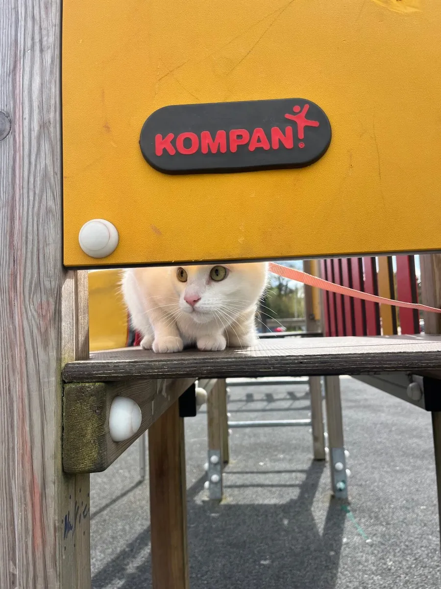2 year old white shorthair kitten - Image 4
