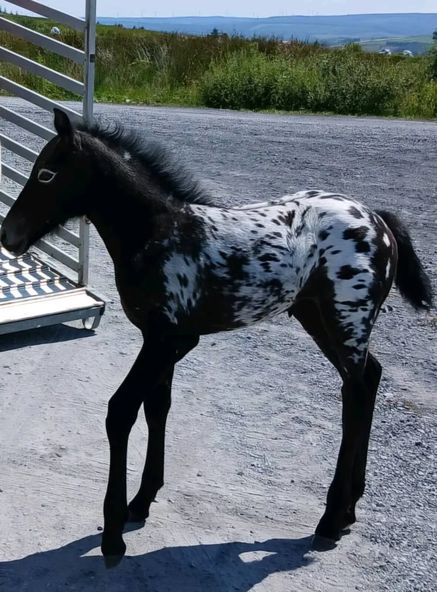 Appaloosa
Colt foal - Image 2