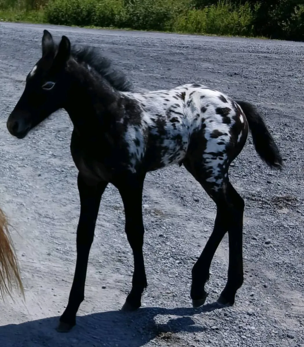 Appaloosa
Colt foal - Image 3