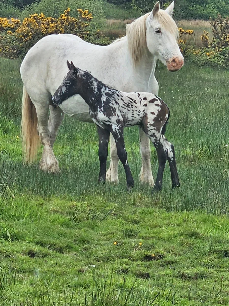 Appaloosa
Colt foal - Image 4