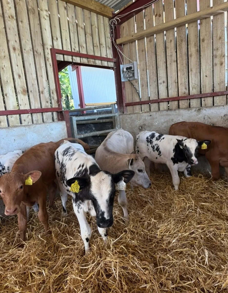 6 super top quality continental bulls 🔥🔥 - Image 2