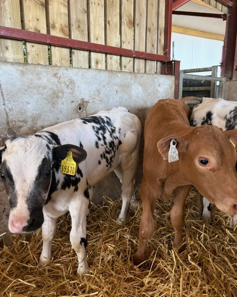 6 super top quality continental bulls 🔥🔥 - Image 3