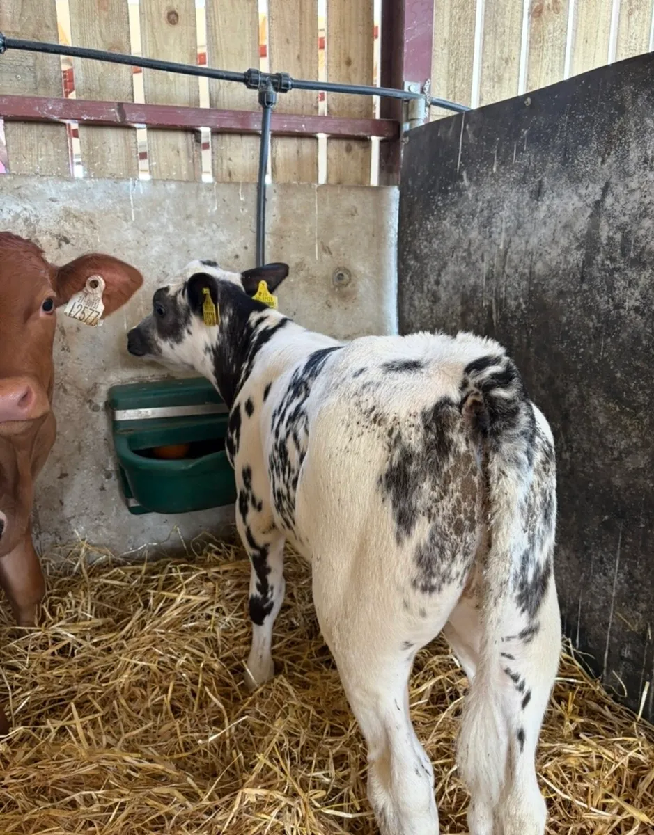 6 super top quality continental bulls 🔥🔥 - Image 4