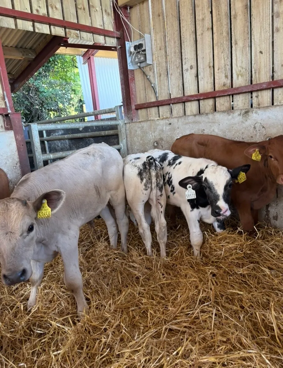 6 super top quality continental bulls 🔥🔥 - Image 1