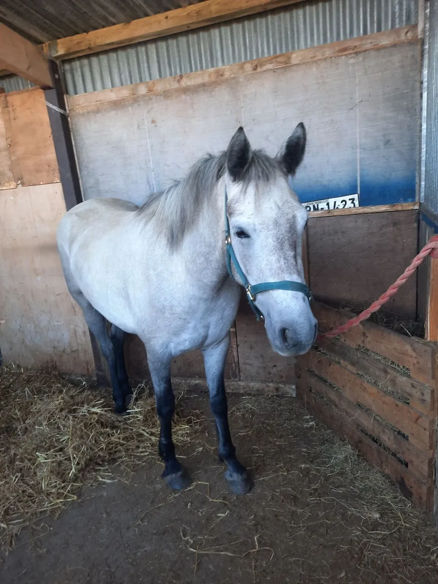 Connemara filly - Image 1
