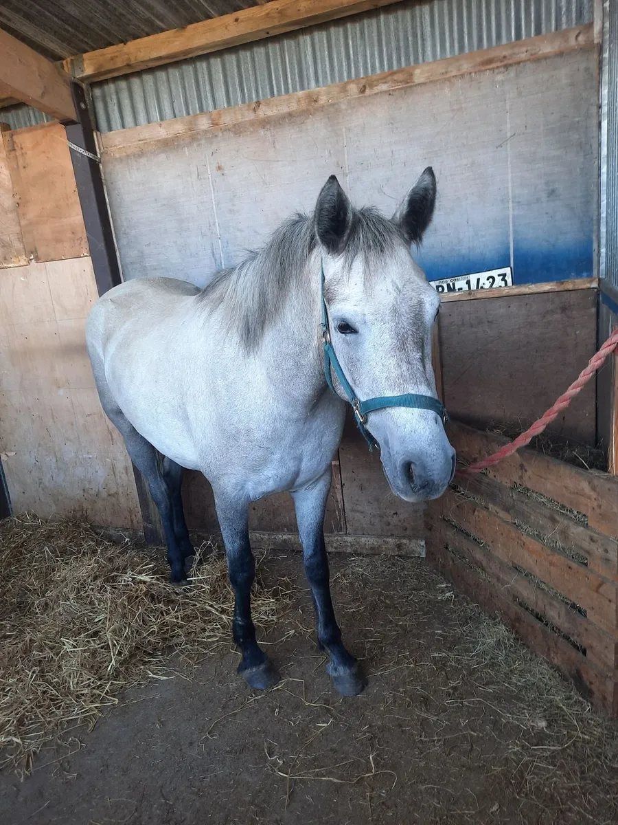 Connemara filly - Image 3