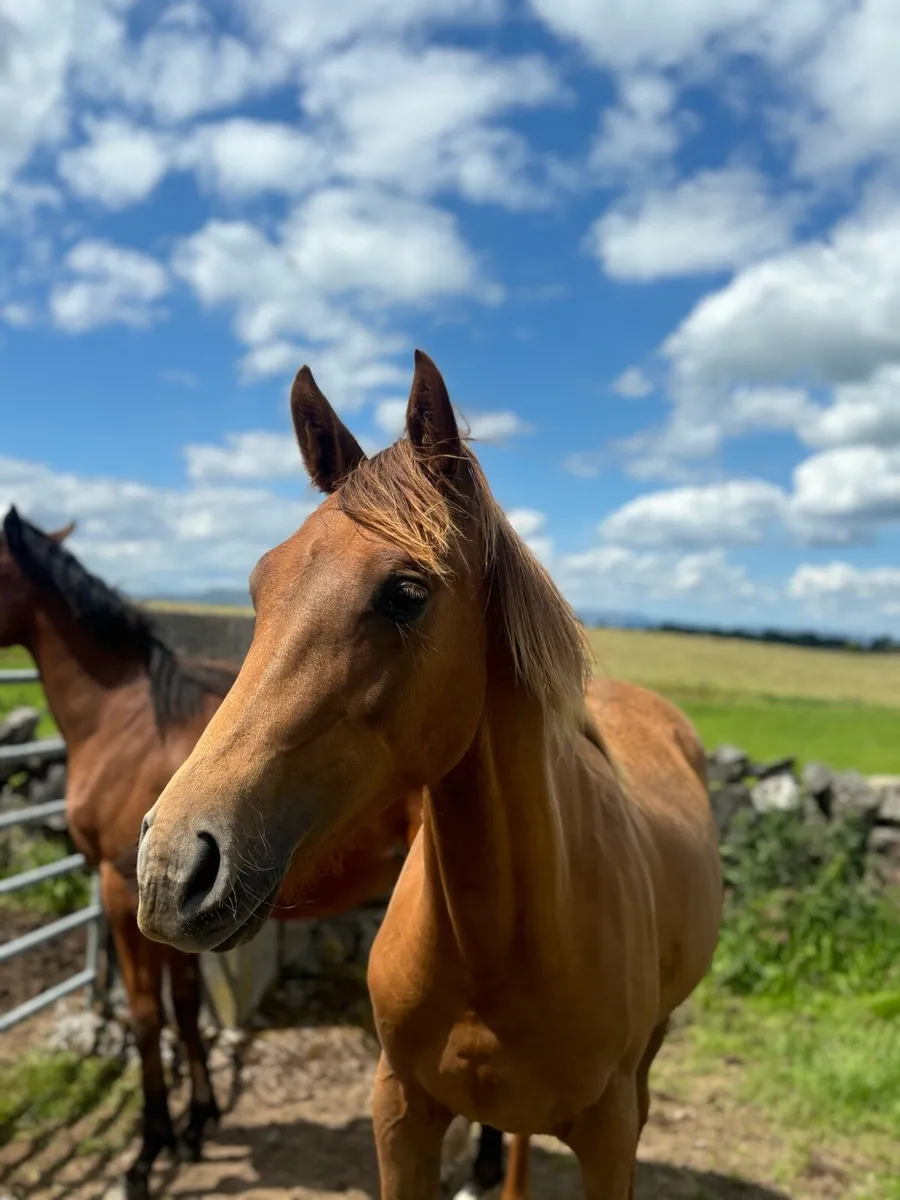 Super Sports Filly - Image 1
