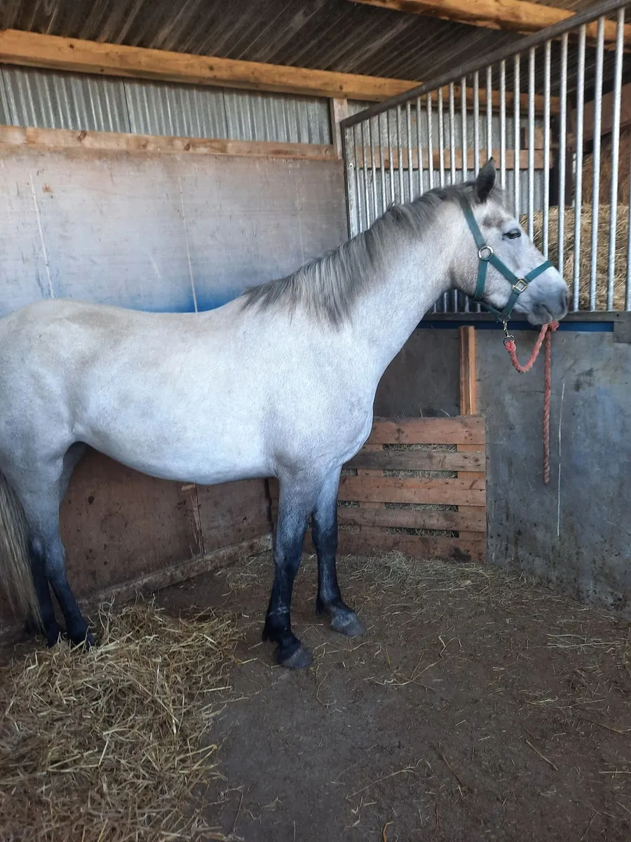 Connemara filly - Image 4