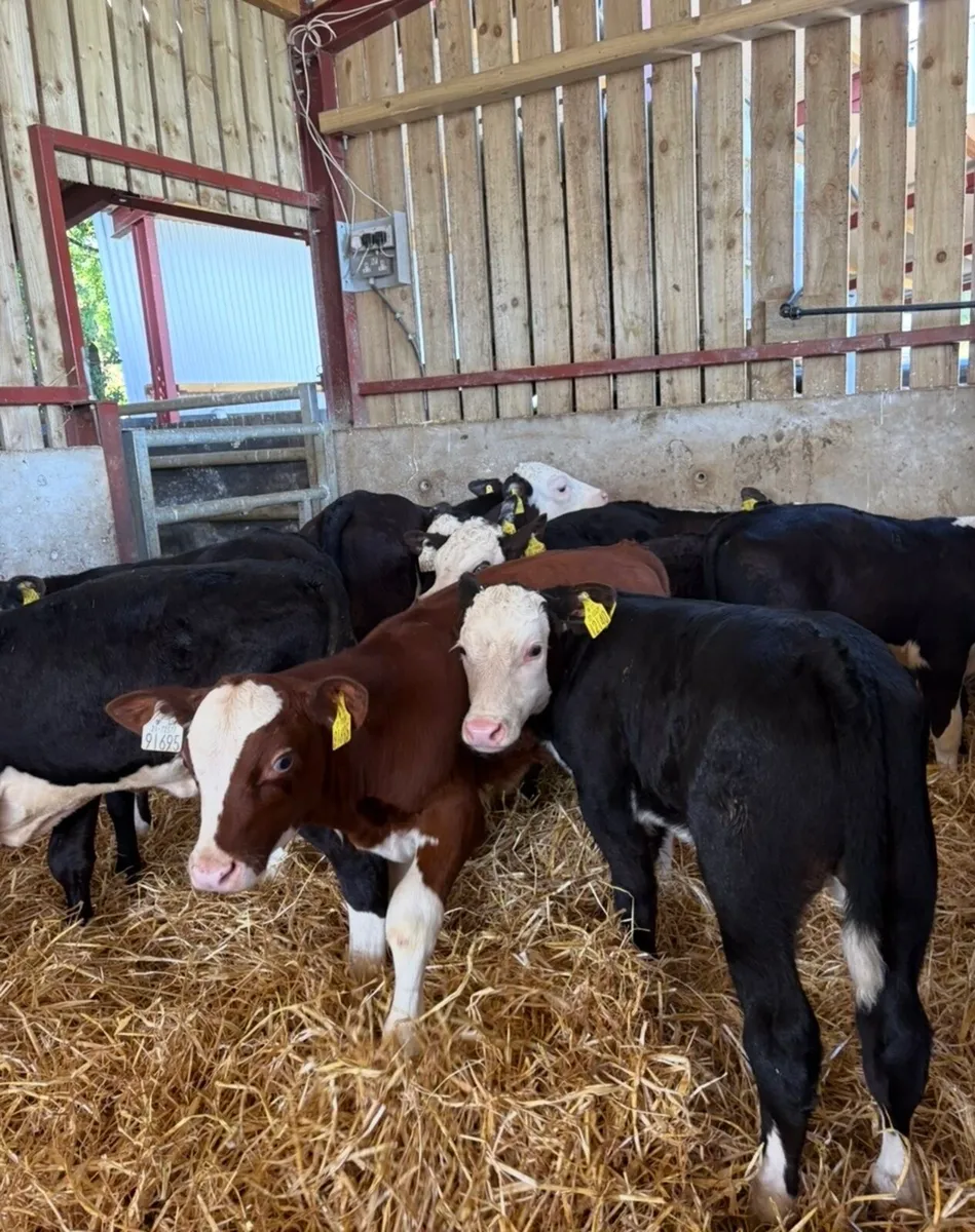 10 cracking Hereford bulls 🔥🔥🔥 - Image 1