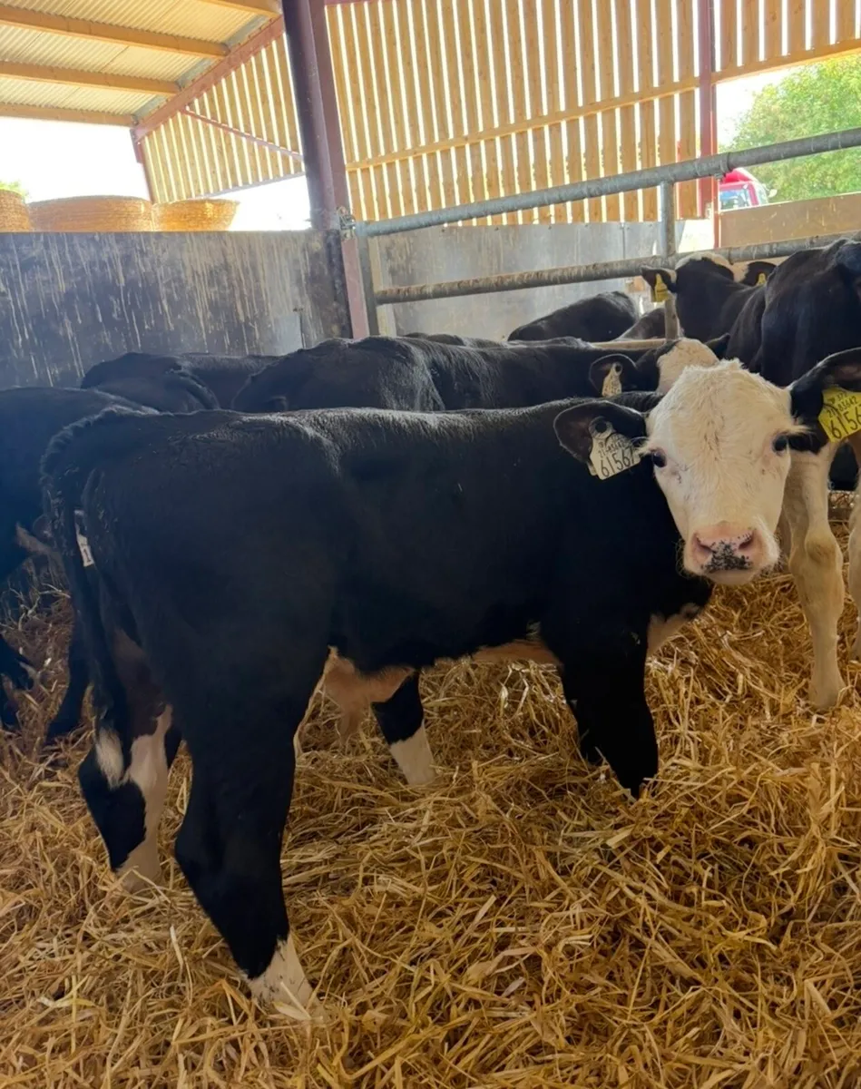 10 cracking Hereford bulls 🔥🔥🔥 - Image 2