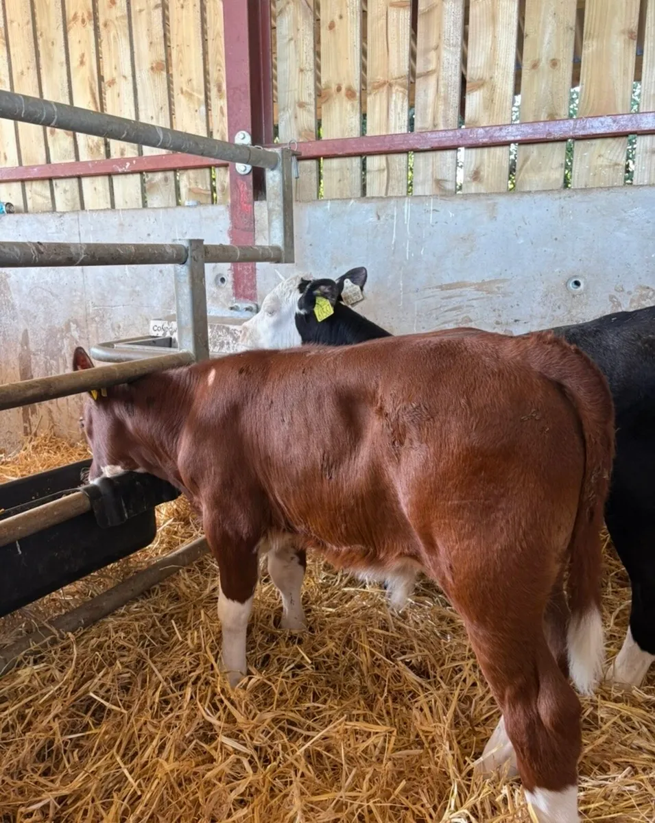 10 cracking Hereford bulls 🔥🔥🔥 - Image 3