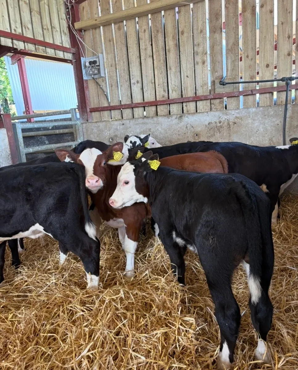 10 cracking Hereford bulls 🔥🔥🔥 - Image 4