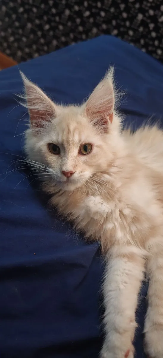 Maine Coon Kitten - Image 4