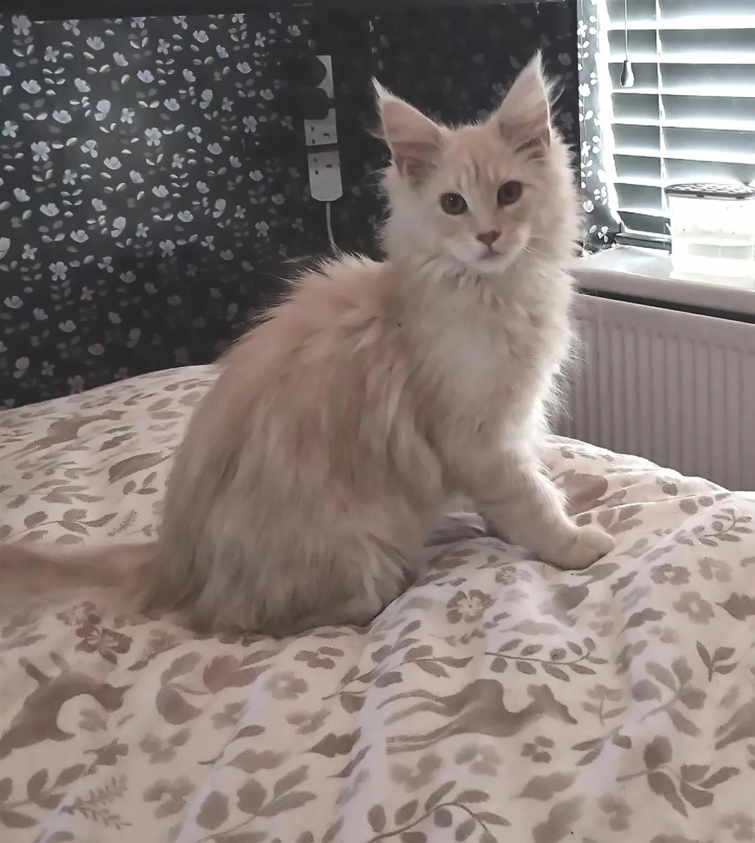 Maine Coon Kitten - Image 1