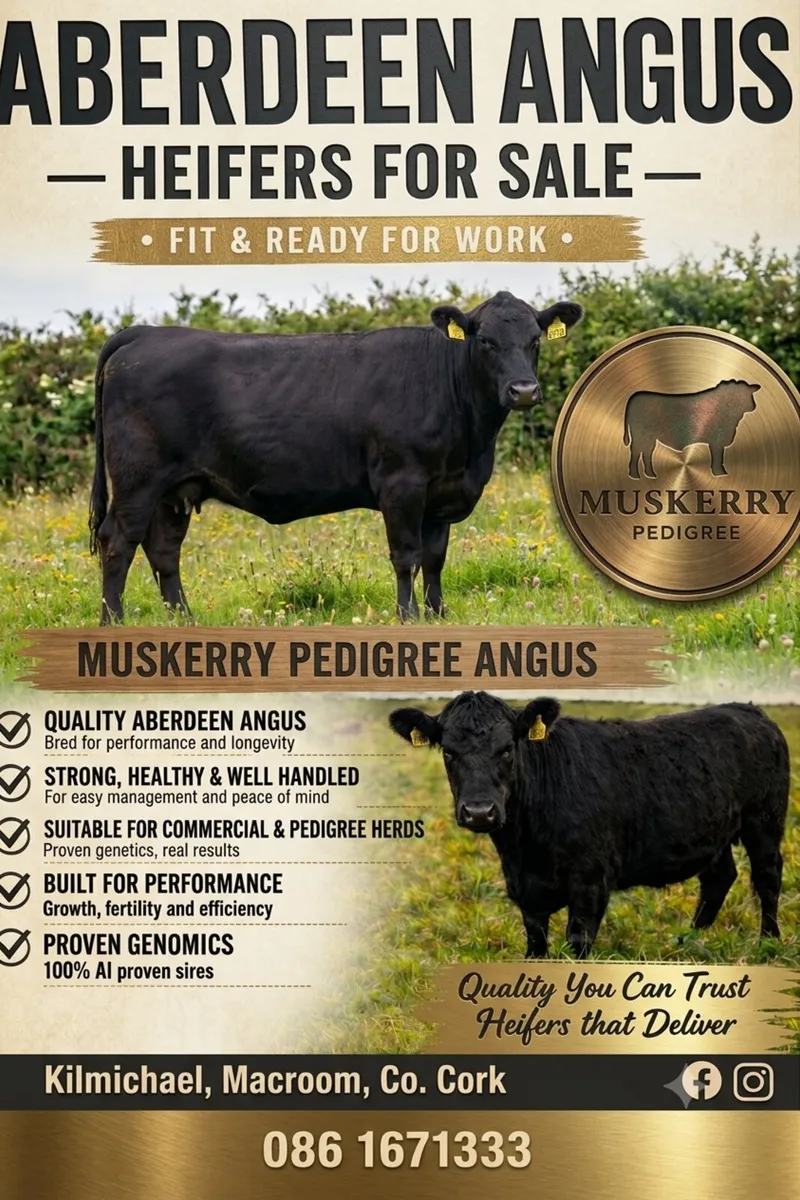 Pedigree Angus Heifers - Image 1