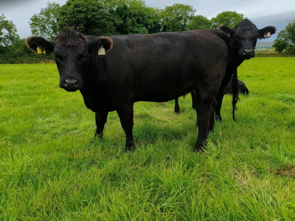 Pedigree Angus Heifers - Image 3