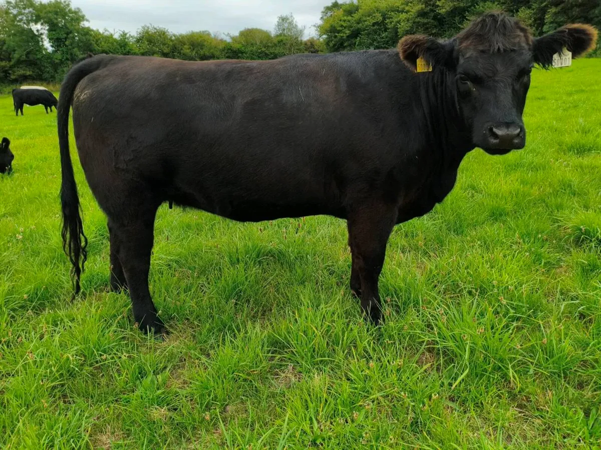 Pedigree Angus Heifers - Image 4