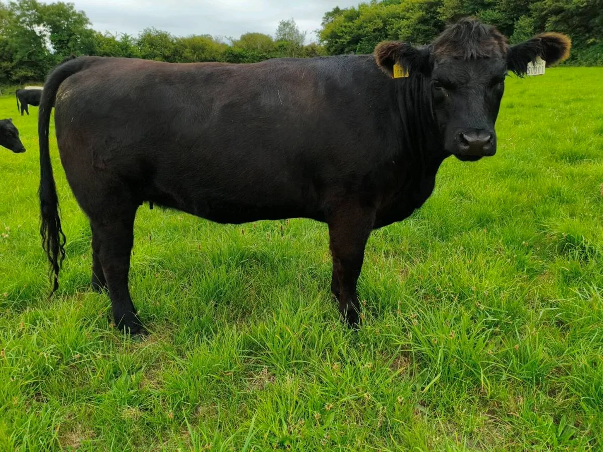 Pedigree Angus Heifers - Image 2