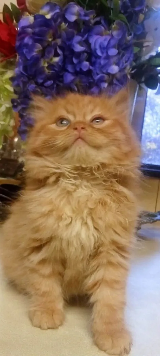 Beautiful Persian cross Kitten - Image 1