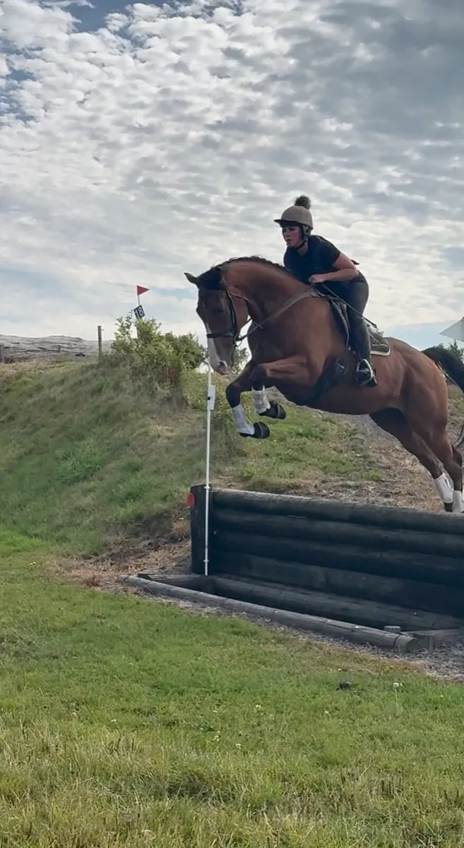 Lovely 4 yr old gelding - Image 1