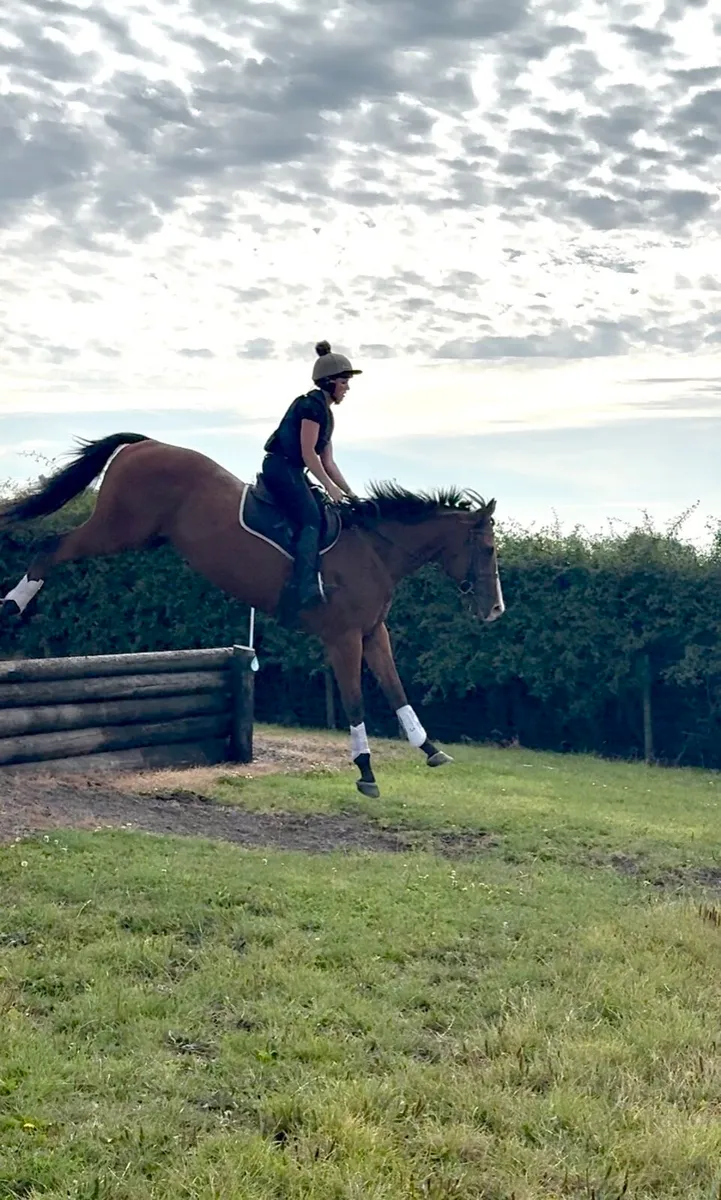 Lovely 4 yr old gelding - Image 2