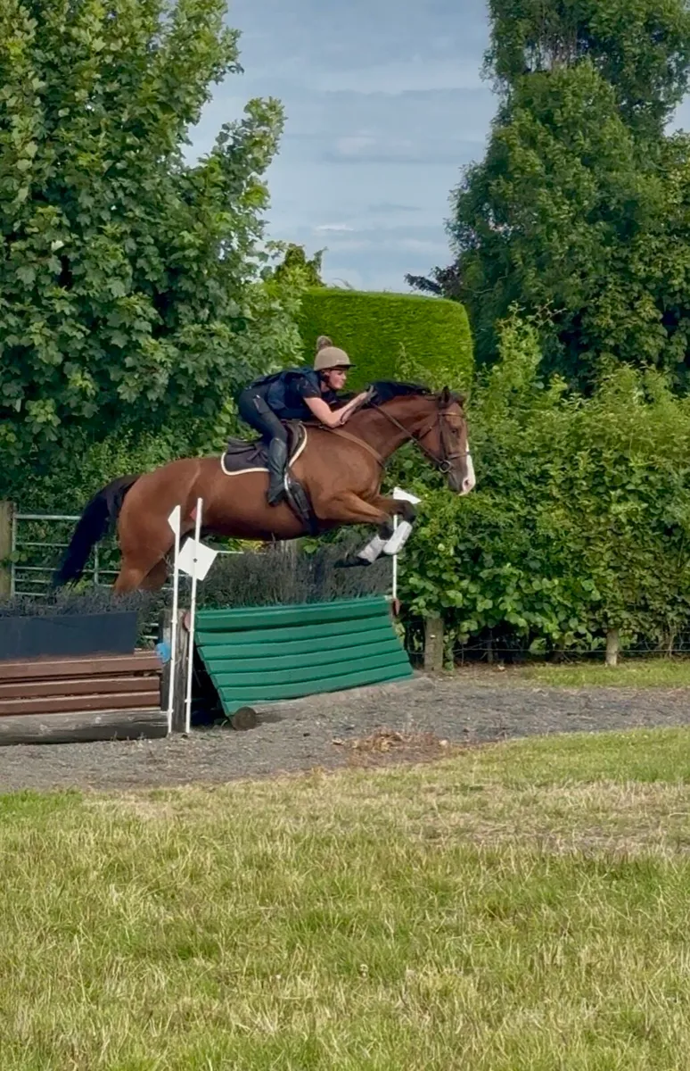 Lovely 4 yr old gelding - Image 3