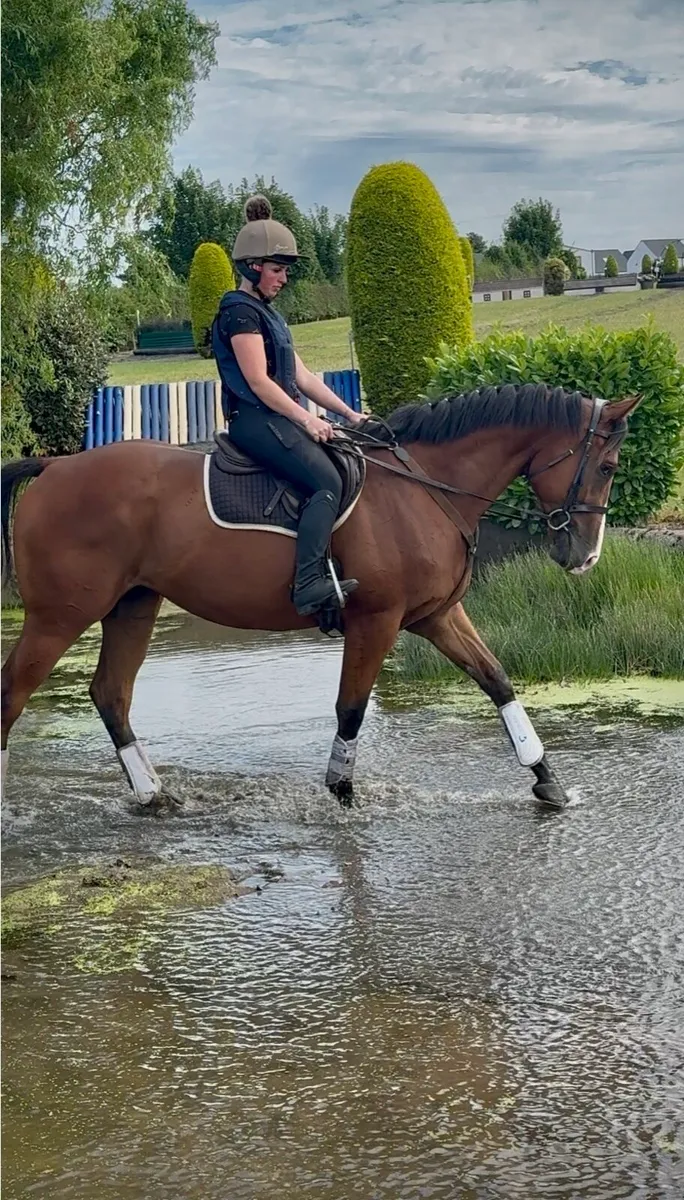 Lovely 4 yr old gelding - Image 4