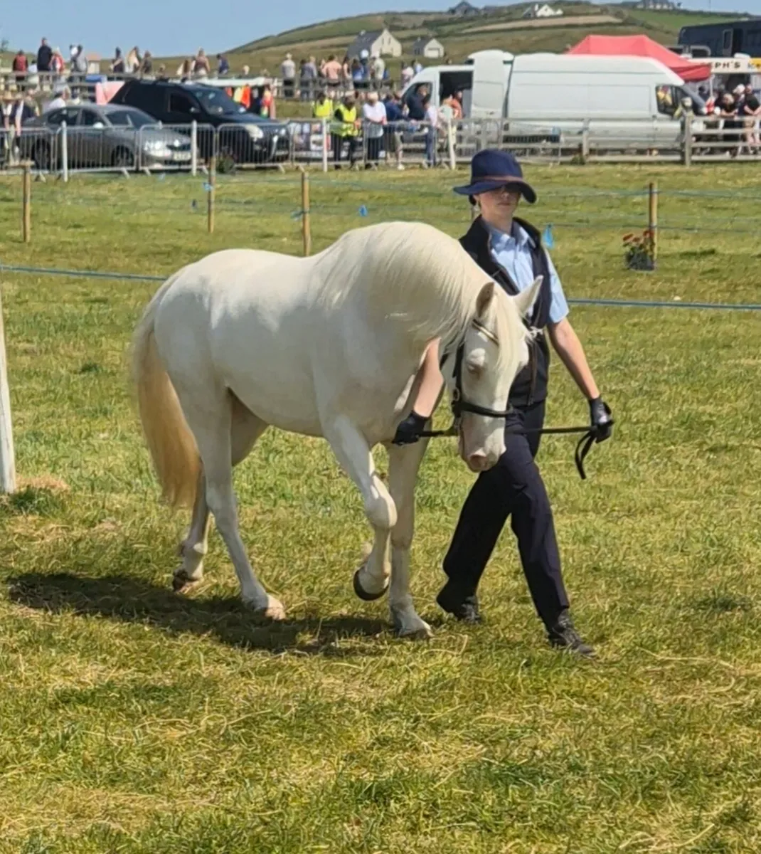 Connemara Pony - Image 2